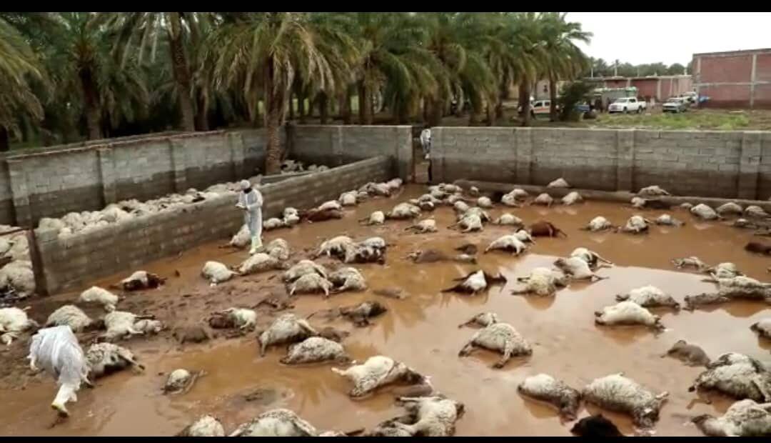 خبرنگاران 500 راس دام زنده به سیل زدگان جنوب کشور اهدا می خبرنگاران 500 راس دام زنده به سیل زدگان جنوب کشور اهدا می شود