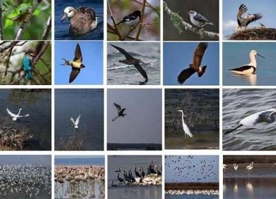 ارتباط بین فناوری فضایی و شناسایی زیستگاه پرندگان مهاجر