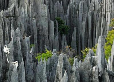 سینجی ماداگاسکار؛ جنگل عجیب ساخته شده از سنگ