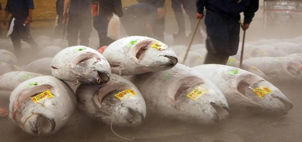 20 عکس از بزرگترین بازار ماهی فروشی جهان