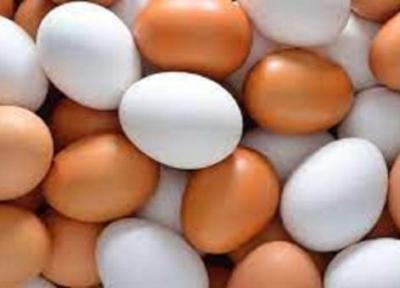 فراوری 9.6 درصد تخم مرغ کشور در آذربایجان شرقی